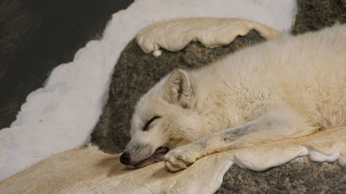 Close-up of white sleeping cat