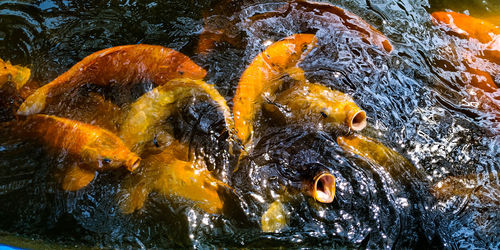 High angle view of koi carps swimming in lake