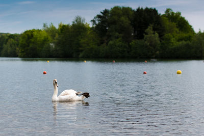 Swans swimming in lake