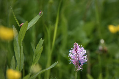 Close-up of purple flowering plant