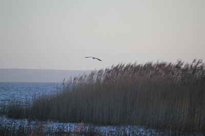 Seagull flying over reed growing on lake against sky