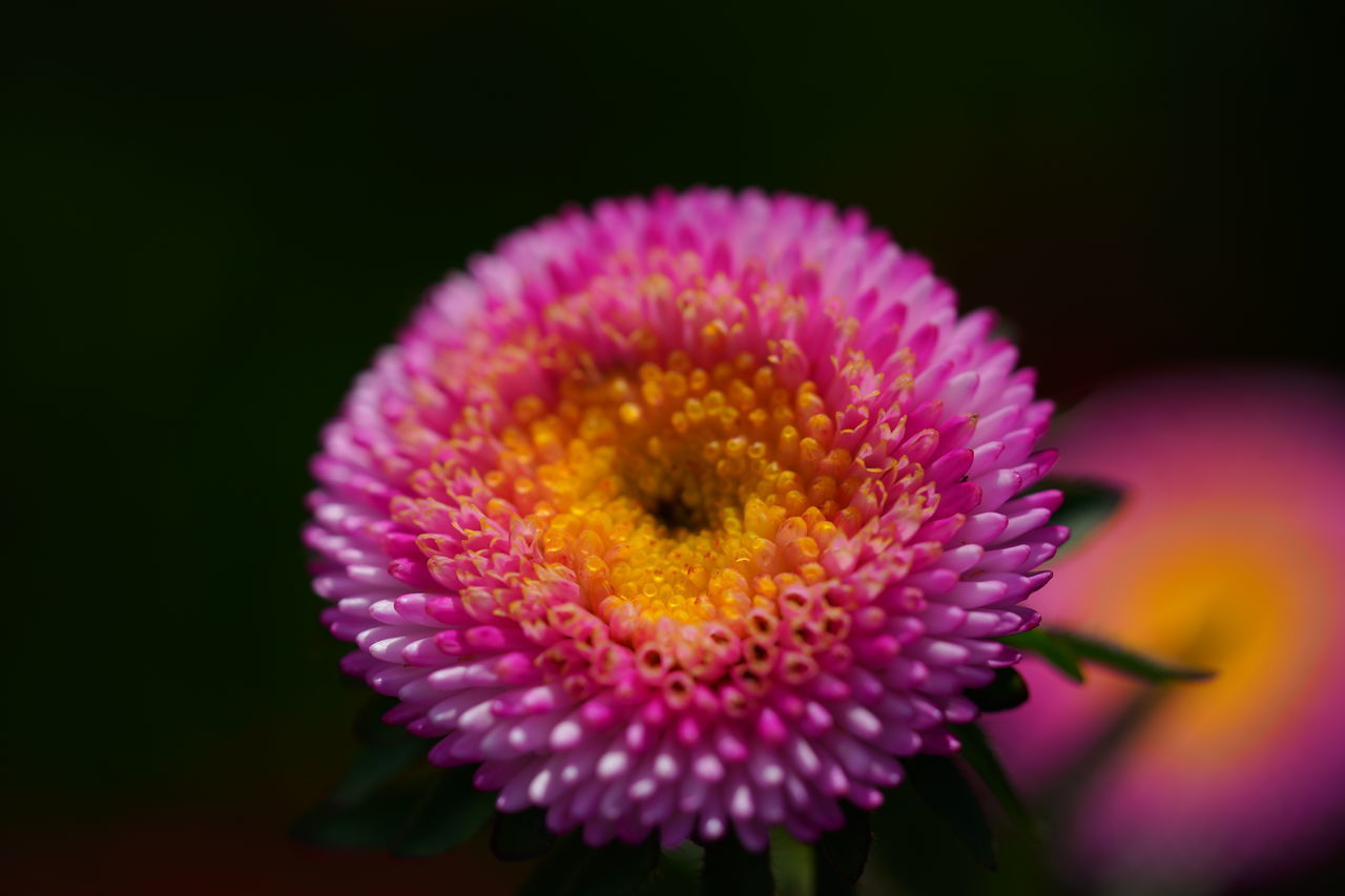 CLOSE-UP OF PINK DAHLIA FLOWER