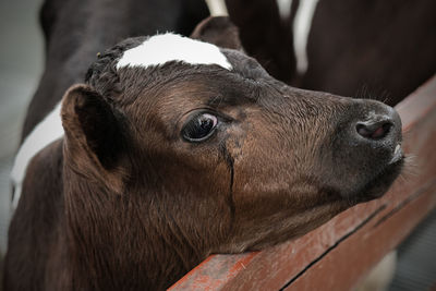 Close-up of horse