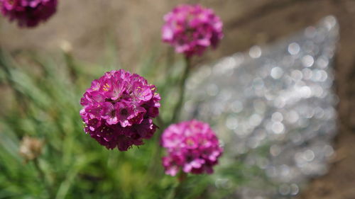 Close-up of pink flowers blooming outdoors