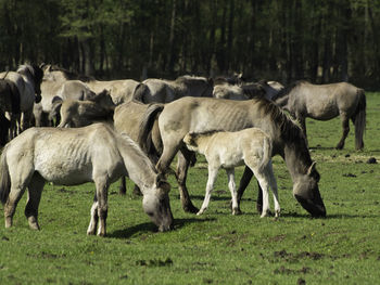 Widl horses in germany