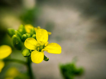 Close-up of yellow flowering plant