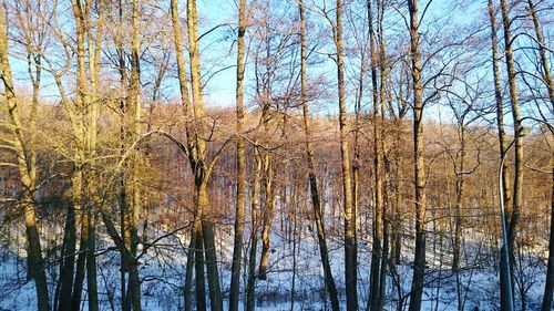 Low angle view of trees against sky