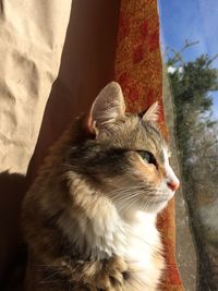 Close-up of cat sitting against sky