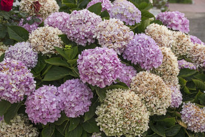High angle view of pink hydrangea flowers