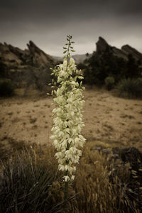 Close-up of flowering plant on field against sky