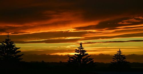 Silhouette of trees at sunset