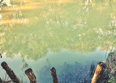 Reflection of trees in lake