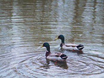 Close-up of ducks swimming on lake