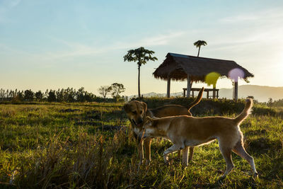 Horses in a field