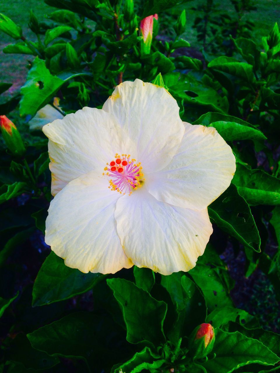 CLOSE-UP OF WHITE FLOWER