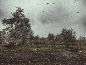 Trees against sky