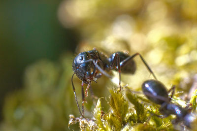 Close-up of spider