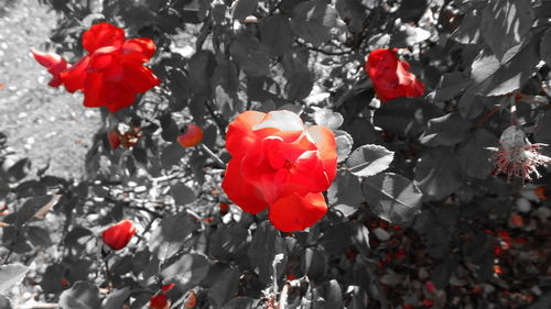 Close-up of red poppy blooming outdoors