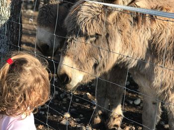 Girl with blond hair looking at donkeys during sunny day