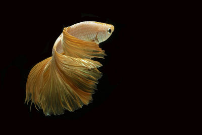 Close-up of fish underwater