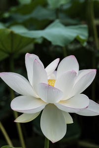 Close-up of white lotus water lily