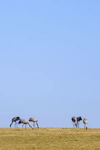 Horse grazing on field against sky