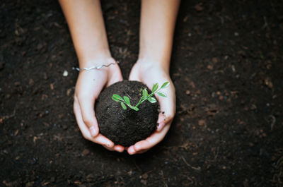 Low section of woman holding plant