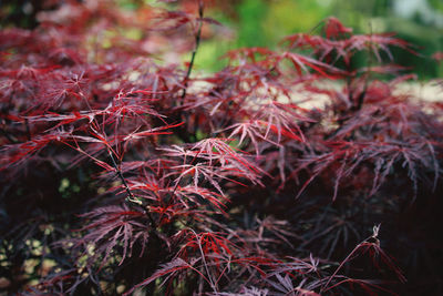 Close-up of red leaves on tree