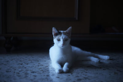 Portrait of cat sitting on floor at home