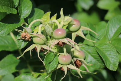 Close-up of fresh fruits on tree