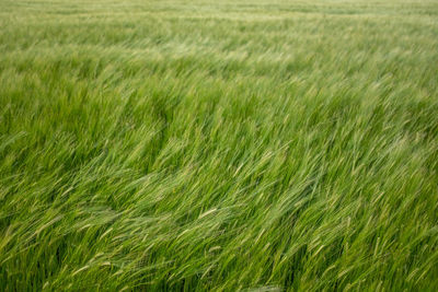 Background of wind blowing in a wheat field