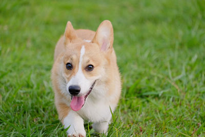 Doggy in dog park happy and joyful