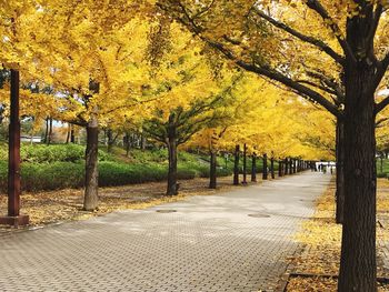 Road amidst trees in park during autumn