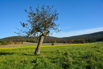 Tree on field against clear blue sky