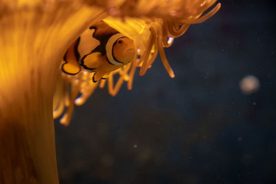 Close-up of clownfish in sea