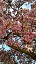 Low angle view of pink cherry blossoms in spring