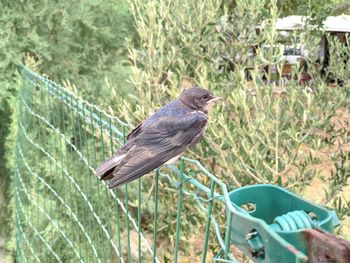 Close-up of bird perching on a fence