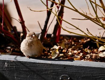 Close-up of bird perching on leaves