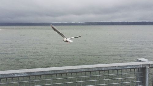 Seagull flying over the sea