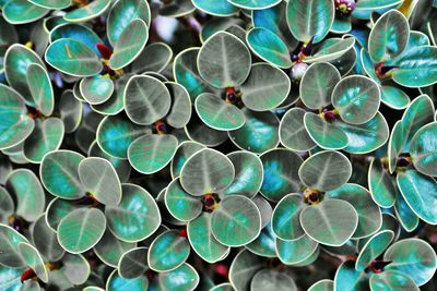 Full frame shot of multi colored leaves