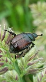 Close-up of bug on leaf