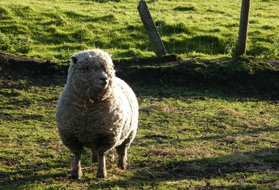 Close-up of sheep on field