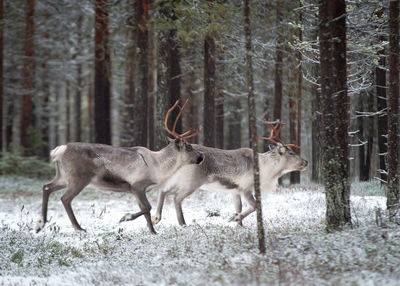 Deer walking in a forest