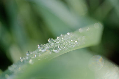 Close-up of water drops on leaves