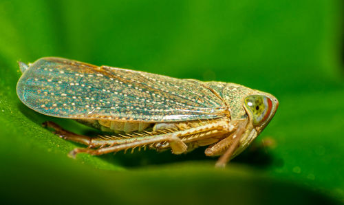 Small insect live in green leaf around in the garden. macro photography