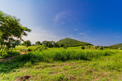 Scenic view of agricultural field against sky