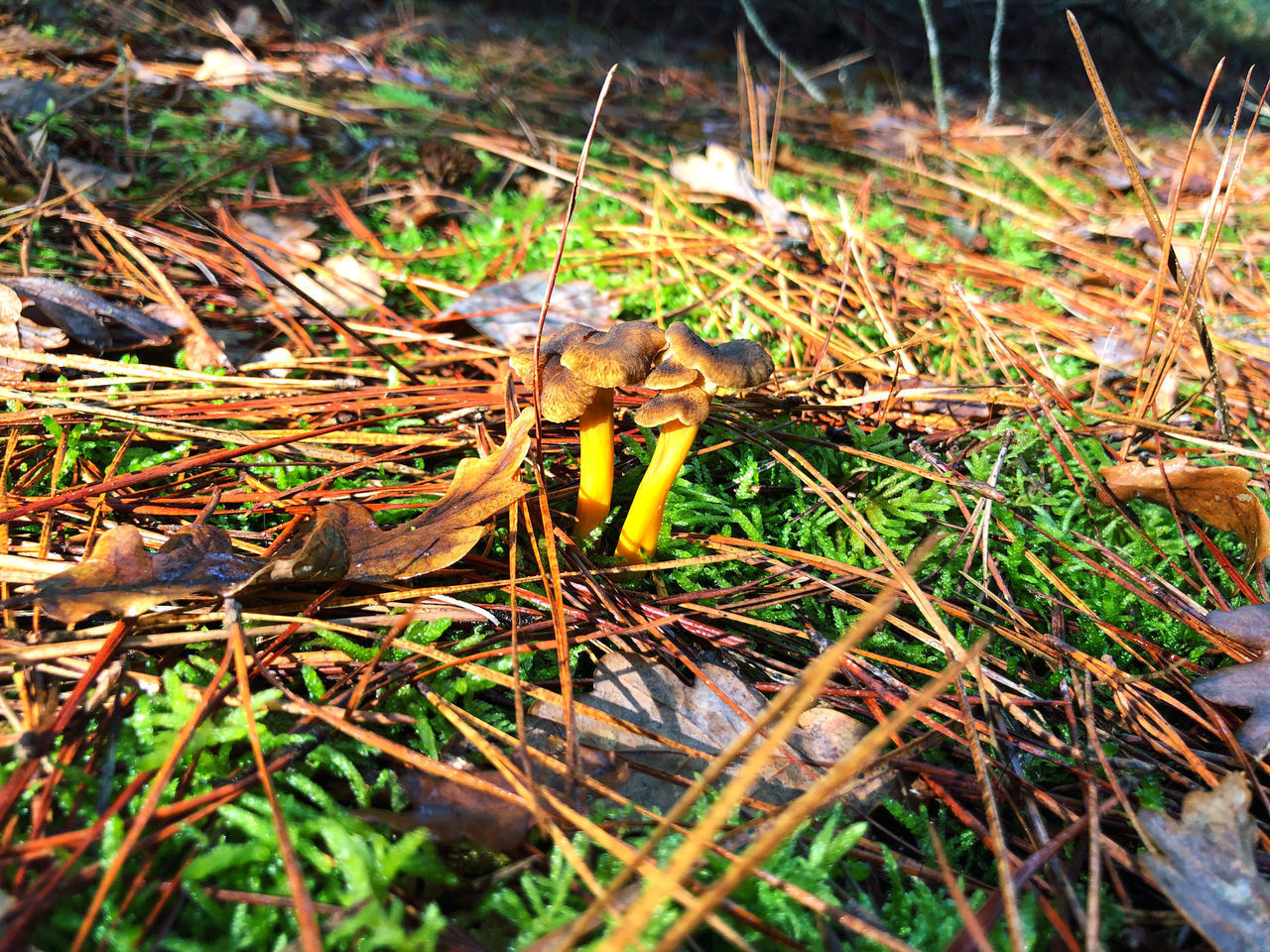 HIGH ANGLE VIEW OF MUSHROOM GROWING IN FIELD