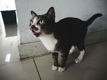 Cat standing on floor at home