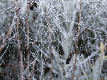 Full frame shot of wet spider web on plant during winter