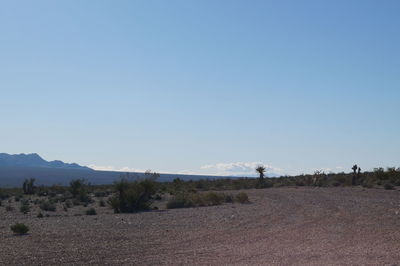 Scenic view of trees against clear sky